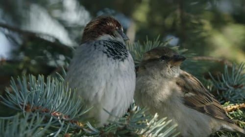 Two Sparrows Perched on Evergreen Branch