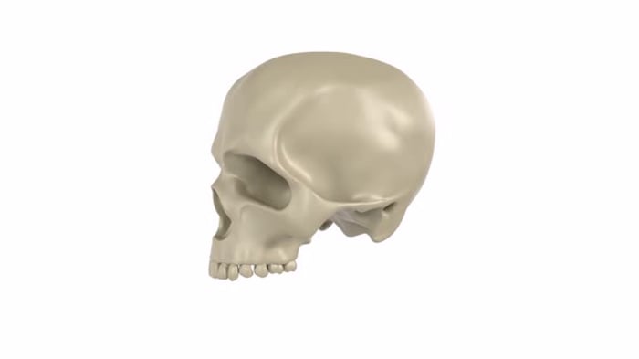 3d human skull rotating loop, Backgrounds Motion Graphics ft. 3d human ...