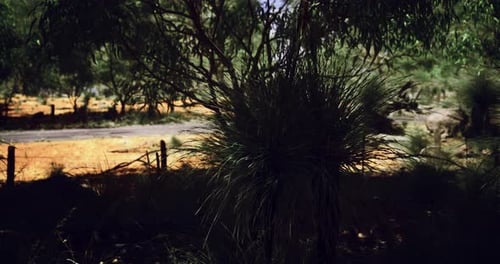 Nature Thrives Near a Quiet Road in a Remote Australia Setting