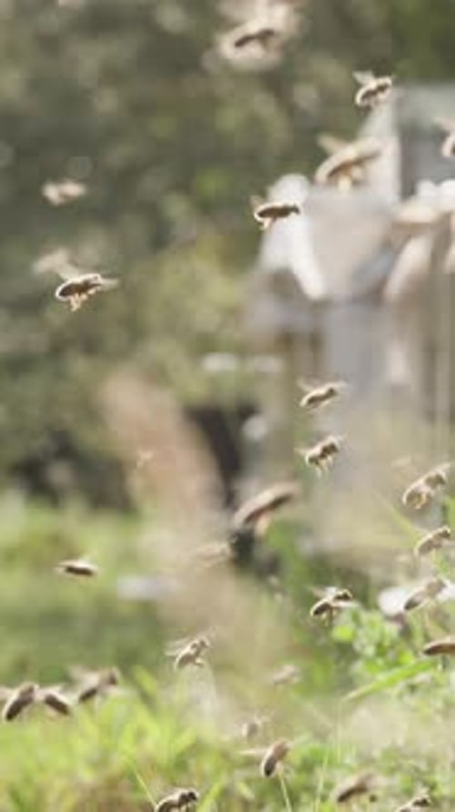 Vertical video. The camera tracks bees at the hive in the forest, they fly back.
