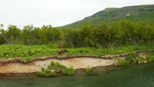 Stunning shot of a Brown Bear walking along a riverbank in Katmai National Park, Alaska