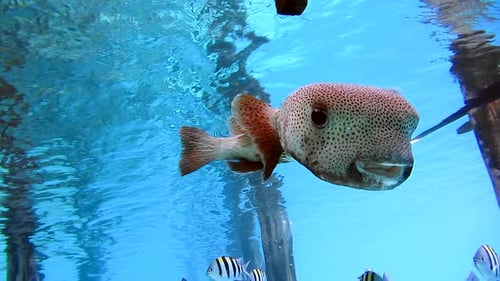 Große Stachelschwein-Kugelfische in klarem, sauberem Wasser. Raja Ampat
, Indonesien
