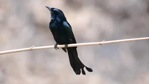 El Drongo de cresta peluda o es un ave de Asia de la familia Dicruridae que era conespecífica con D.