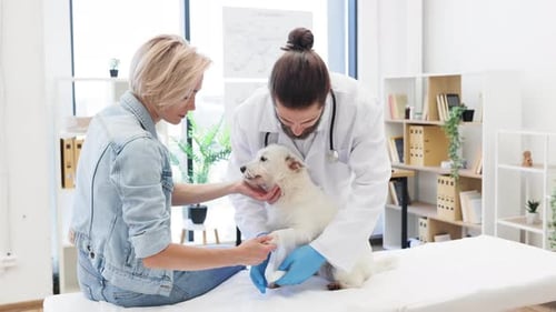 Veterinarian Examining Dog with Owner in Modern Animal Clinic