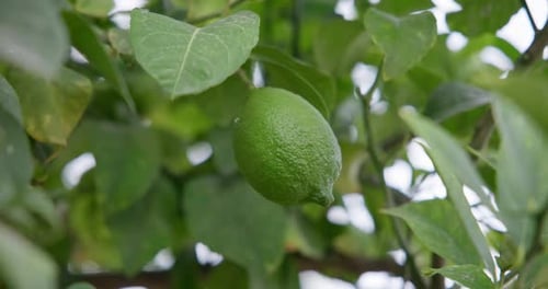 Lime Tree with Fruits Natural Organic Green Lemon on Lemon Tree Outdoor