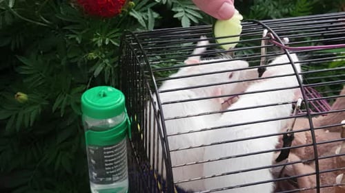 White Rats in Metal Cage are Fed