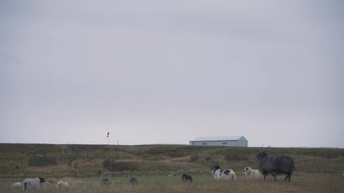 Flock of icelandic sheep in a grassy valley, storage building behind.
