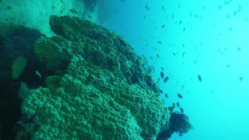 School of Colorful Tropical Fish Swims Through Clear Waters
