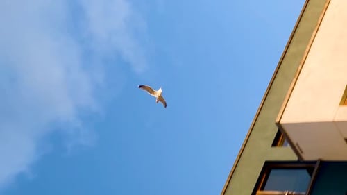 Seagull Soaring Against Blue Sky in the City