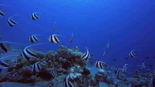 Reef Coral Garden Banner-fish