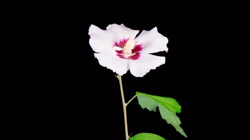 Time Lapse of Hibiscus Flower Blooming on Black Background