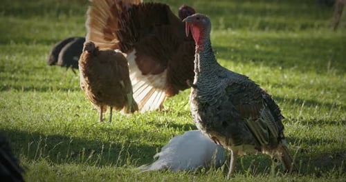 Group of Turkeys Grazing in