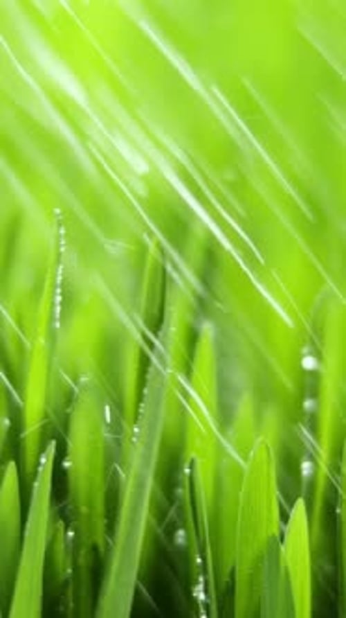 Vertical Screen Morning Rain on Green Grass