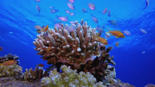 Tropical Coral Reef Seascape