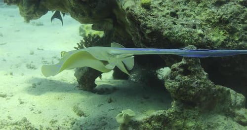Bluespotted Stingray in the Red Sea beside the Coral Reef