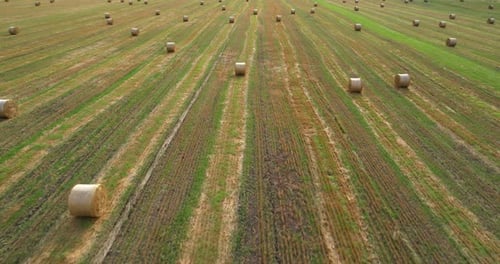 Straw in Round Bales in an Agricultural Field