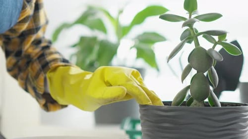Hands Transplanting Plant to Pot Indoors