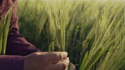 Happy Farmer Inspecting Cereal Field