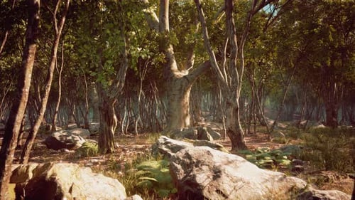 Wilderness Landscape Forest with Trees and Moss on Rocks