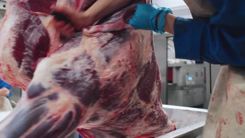 Meat Factory a Worker Separates the Shoulder Blade of a Cow From the Body