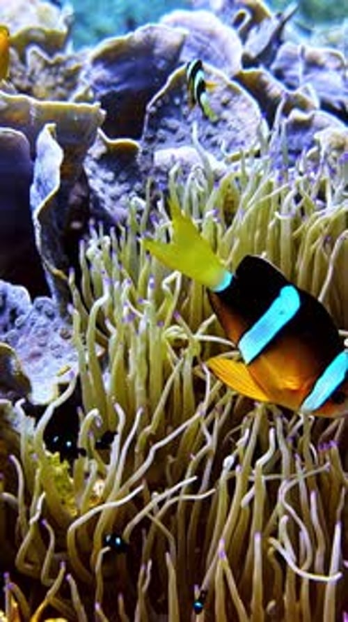 Marine life ecosystem with a tropical fish and host anemone in harmony