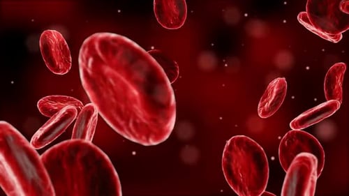 Red Blood Cells