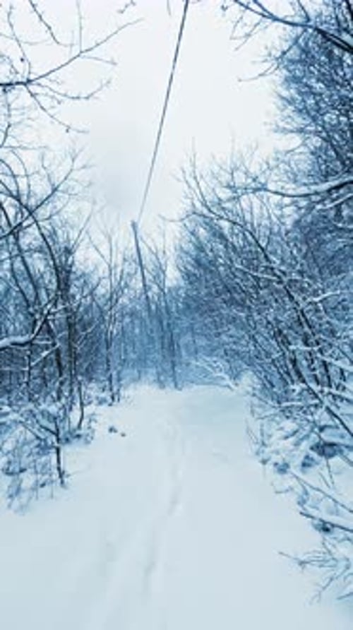 Vertical Snowy Winter Forest Reel