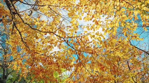 Buntes Herbstlaub der Bäume im Wald. Sonnenstrahlen kommen durch die Blätter.