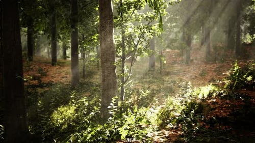 Sunlight Forest Rays Through Trees Nature Motion
