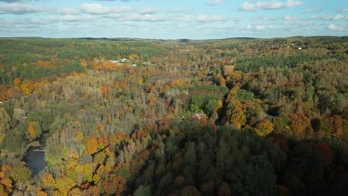AERIAL: Autumn forest full of colorful trees: birches, oaks, pines and poplars, colorful leaves