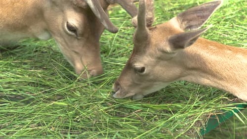 Two Young Deers With Antlers Eating Grass At Zoo. Follow Shot
