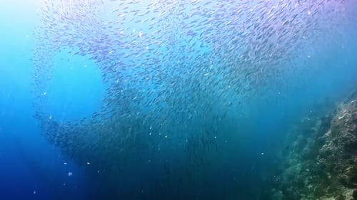 Massive School of Fish Forming Baitball Over Coral Reef in Blue Ocean