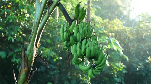 bananas on the tree
