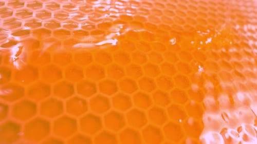 Bee Honeycomb and Honey