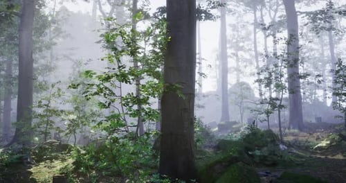 Misty Forest with Lush Greenery and Tall Trees During Daytime