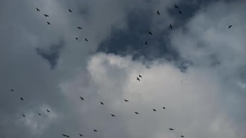 Large Flock of Birds Flying in Cloudy Sky