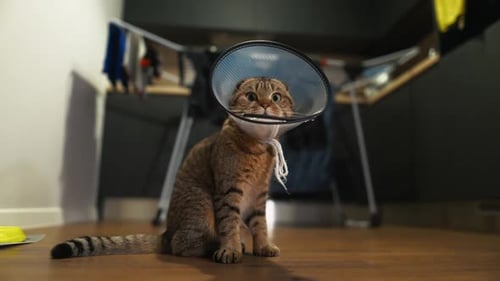 Cône de guérison Un chat domestique à poil court porte un cône vétérinaire en plastique autour du cou pour l'aider