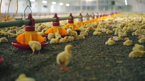 View of baby chickens in big poultry farm. Little birds eating grain from the special feeder.