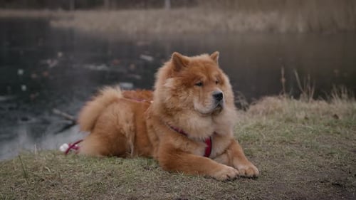 Ein Chow Chow genießt das Seeufer