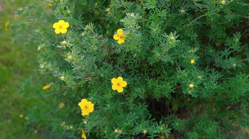 Dasiphora Fruticosa : buisson en fleurs dans le cottage, jardin, aménagement paysager de l'allée du parc de la ville