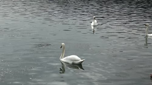 Swans in the Lake in the Morning