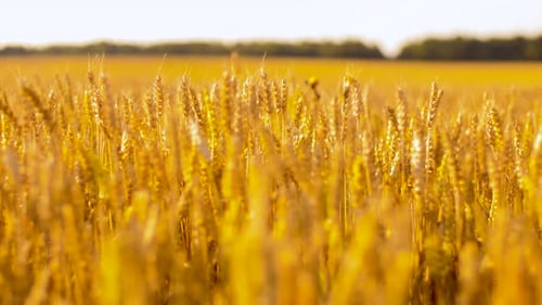 Golden wheat spikelets waving gently across a summer cereal field in the countryside