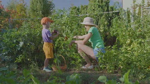 Three Year Old Boy And His Mother Picking Tomatoes In The Vegetable Garden 7