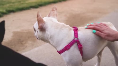 Beautiful Happy White French Bulldog Puppy Panting And Looking Around The Park