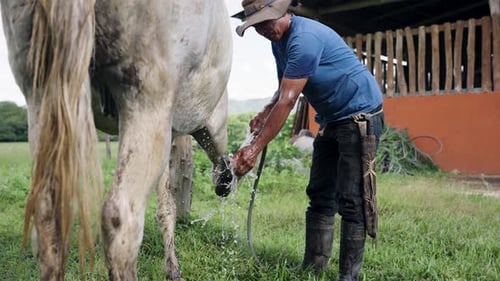 Caballero latino lavando la pezuña de un caballo blanco con una manguera