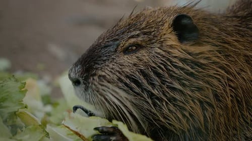 Nutria genießt Kohl auf dem Bauernhof in einer ruhigen Umgebung