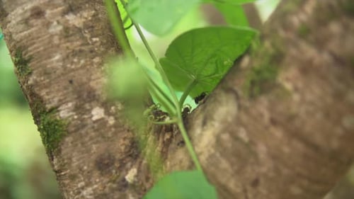 Ants walking on a branch, beneath leafs, cinematic macroshot with a steady handheld movement.
