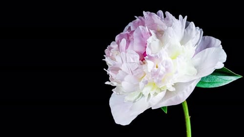 White Pink Peony Blooming in Time Lapse on a Black Background. Tender Flower Moving Petals Close Up