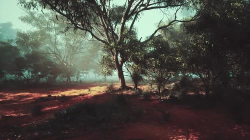 Sun Shining Through Trees in Forest