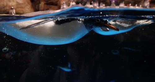 Penguins Swimming Underwater Inside a Glass Tank